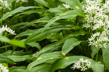Wild garlic carpet in forest ready to harvest. Ramsons or bear's garlic growing in forest in spring. Allium ursinum.