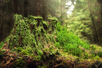 Old mossy tree stump in the forest