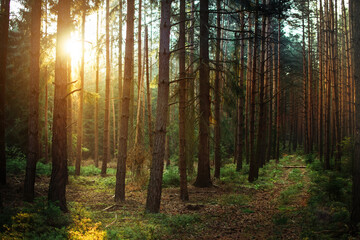 Silent forest with beautiful bright sun rays, wanderlust