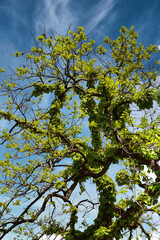 つやつやしたきれいな若葉の出た柿の木に、多くのツタが絡まっている風景