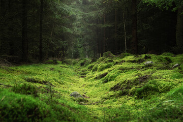 Beautiful and peaceful forest with green moss covering the forest floor © Tomas Hejlek
