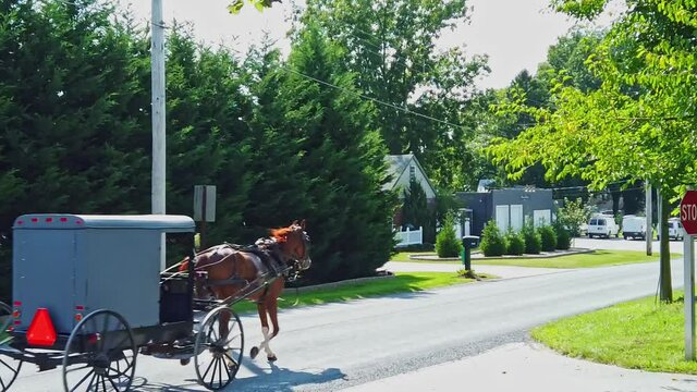 An Amish Horse and Buggy Trotting on a Country Road on a Sunny Day in Slow Motion