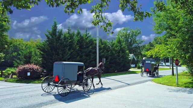 Two Amish Horse and Buggies Trotting Along a Country Road on a Sunny Spring Day