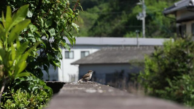 野生のスズメ　夏の陽炎