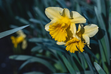 Fototapeta premium The first spring flowers. Yellow daffodils with a long crown on a sunny day. Beautiful yellow daffodil flowers on a blurry background.