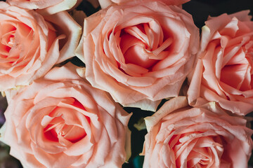 Floral background of pink scented roses. A beautiful bouquet of fresh pink roses. Beautiful pink roses are blooming.