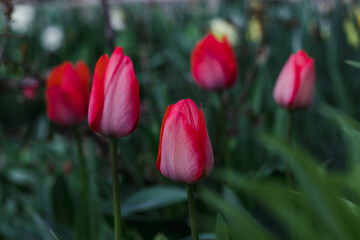 Red tulips on a blurry background of green foliage on a sunny day. Red blooming tulips. The first spring flowers.
