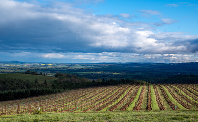 Sunlight highlights green between rows of vines, and a field in the distance, while the valley below remains in shadow in this view of an Oregon vineyard.