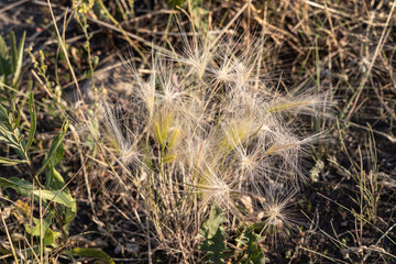 Group of white Hordeum murinum or Wall barley heads is on a beautiful blurred green background in fields in sunny summer day