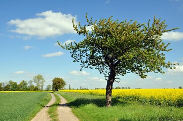 Jakobsweg in Sachsen