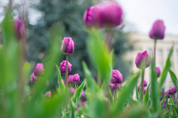 Fototapeta premium beautiful purple tulip on a gray background close-up, growing tulips, many beautiful yellow flowers in a city park