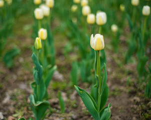 Fototapeta premium yellow tulips on the field, tulip cultivation, many beautiful yellow flowers in the city park