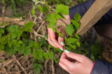 Raspberry garter to the trellis. Care about berries in the garden.