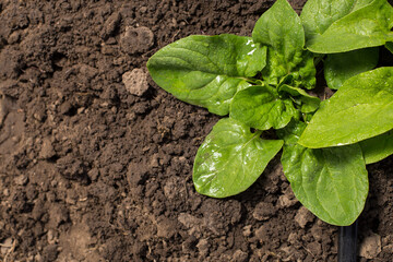 Young plant of spinach. Growing spinach with irrigation. Top view growing spnach with copy space.