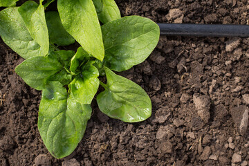 Drip irrigation tape in the garden. Growing spinach with irrigation. Young plant of spinach growith in soil with copy space.
