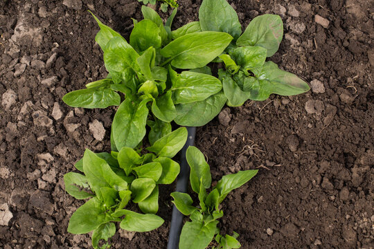 Using drip irrigation tape. Growing green spinash with drip irrigation.