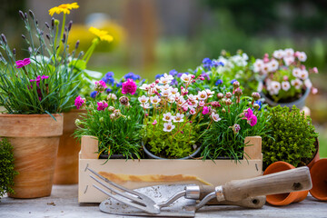 Spring flower seedlings on the table in the garden.