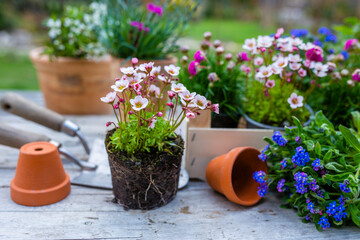 Spring flower seedlings on the table in the garden.