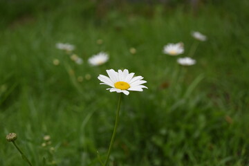 daisies in the grass