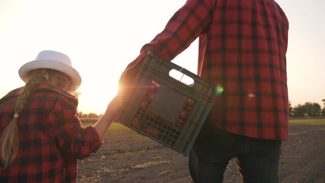Farmer and happy family. Senior farmer in wheat field with box of vegetables. Happy family in field at sunset. Senior farmer with his family is harvesting. Happy family hiking. Farmer checks the crop