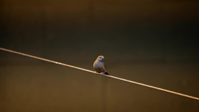Female Cordon Bleu Finch Bird Flies Away As A Red-cheeked Cordon Bleu Bird Lands On The Rope. wide shot