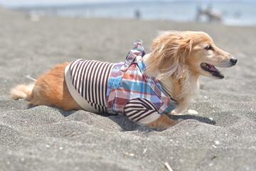 砂浜でくつろぐ犬