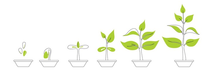 Fototapeta na wymiar Phases plant growing. Seedling gardening plant. Planting infographic. Seeds sprout in ground. Evolution concept. Sprout, plant, tree growing agriculture icons. Vector illustration in flat style