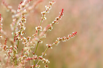 Wild grass with red flowers
