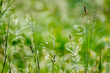 Wild Grass Background