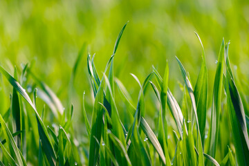 Eco Nature Background with Grass