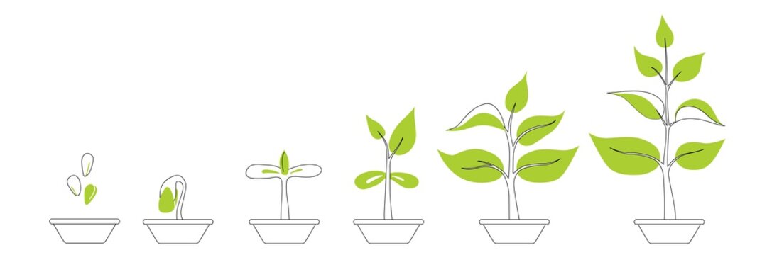 Phases plant growing. Seedling gardening plant. Planting infographic. Seeds sprout in ground. Evolution concept. Sprout, plant, tree growing agriculture icons. Vector illustration in flat style