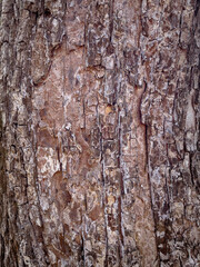 Embossed texture of the bark of tree. Pattern of natural tree bark background.