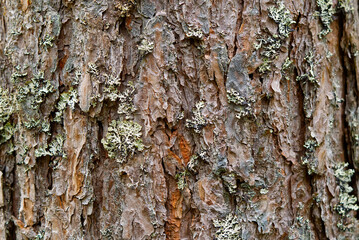 Texture of the nordic pine, bark. Natural structure of pine tree bark with moss. Background