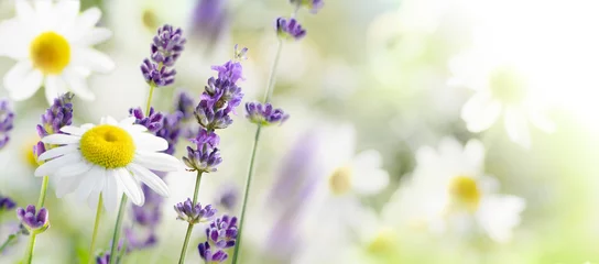 Gordijnen Daisy and lavender flowers on a meadow in summer © Soho A studio