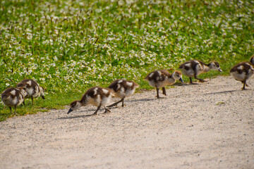 Cute small Egyptian goose babies in a park