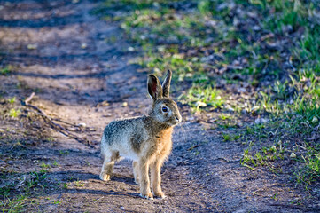 Naklejka na ściany i meble cute young hare on forest road early morning