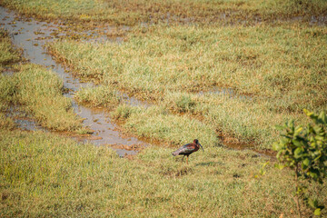 Obraz na płótnie Canvas Goa, India. Glossy ibis In Morning Looking For Food In Swamp. Plegadis falcinellus is a wading bird in the ibis family Threskiornithidae