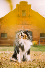 Tricolor Rough Collie, Funny Scottish Collie, Long-haired Collie, English Collie, Lassie Dog Posing Outdoors Near Old House