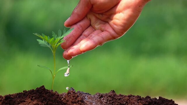 Watering a small tree for save the earth and natural , clean ecology in natural.