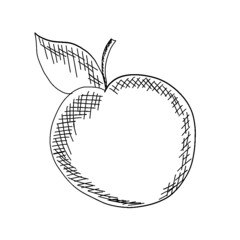 carrot, apple, lemon, orange, pear, line drawing, color drawing