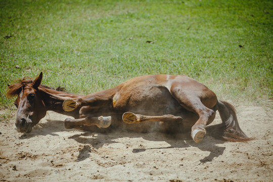 Funny red horse rolling in the sand