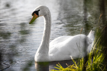 Obraz premium White swan swims on the water surface close-up