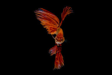 Fighting fish.Multi color fighting fish isolated on black background.