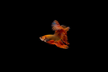 Fototapeta na wymiar Fighting fish.Multi color fighting fish isolated on black background.