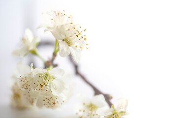 a twig with plum blossoms