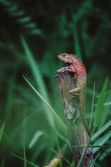 
Close-up  the chameleon sitting on stumps with nature, Asian chameleon