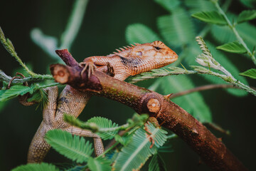 
Close-up  the chameleon sitting on stumps with nature, Asian chameleon