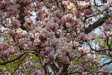 Magnolienbaum in Blüte