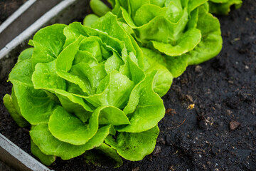 Fresh organic green butterhead lettuce growing on a natural farm. Photosynthesis salad vegetables on the soil in the plantation. chlorophyll leaf bio concept. - obrazy, fototapety, plakaty
