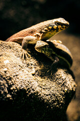 Gerrhosaurus validus - fat-tailed lizard in a terrarium.